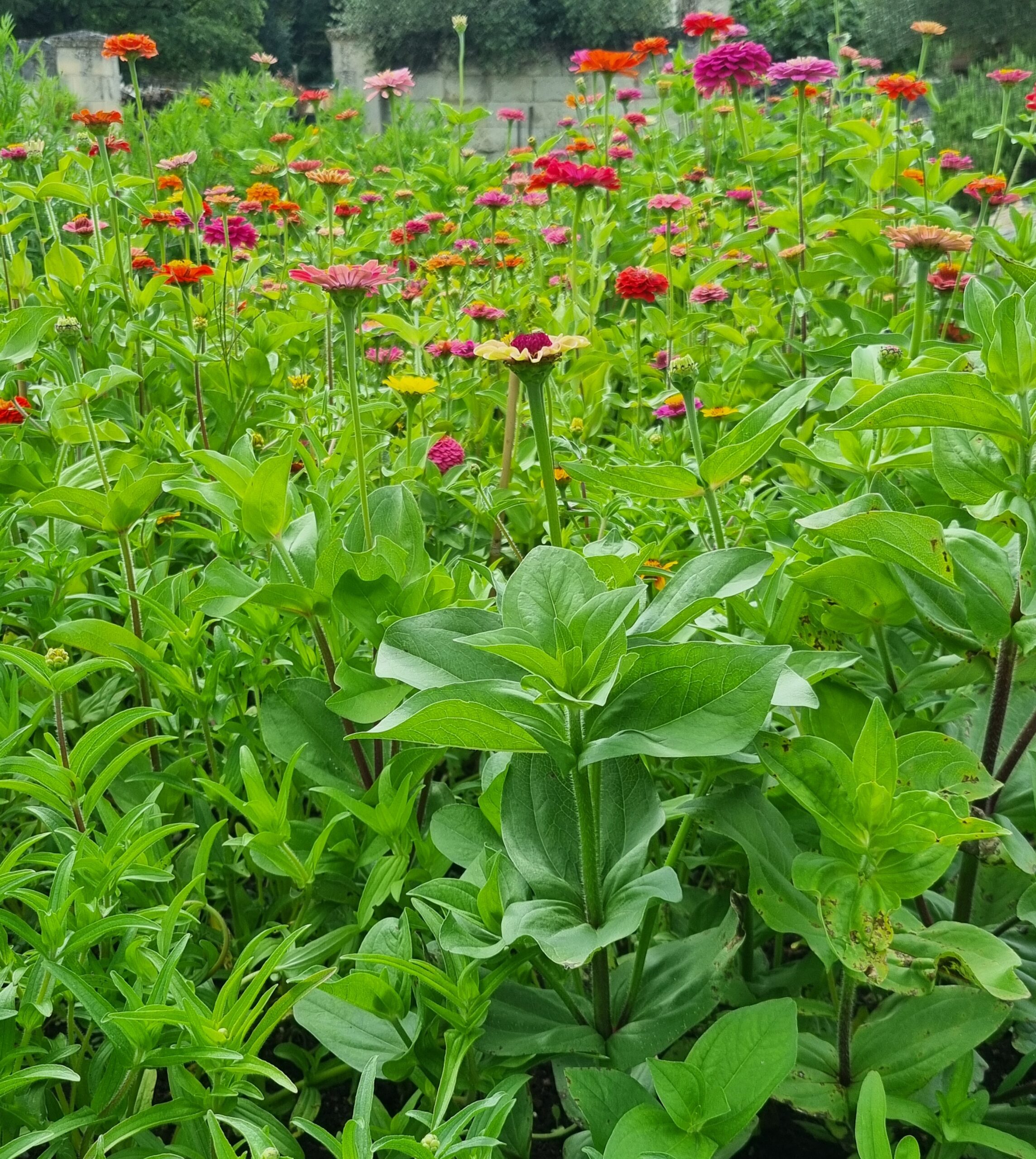 Fleurs du jardin d'Annie Wattier